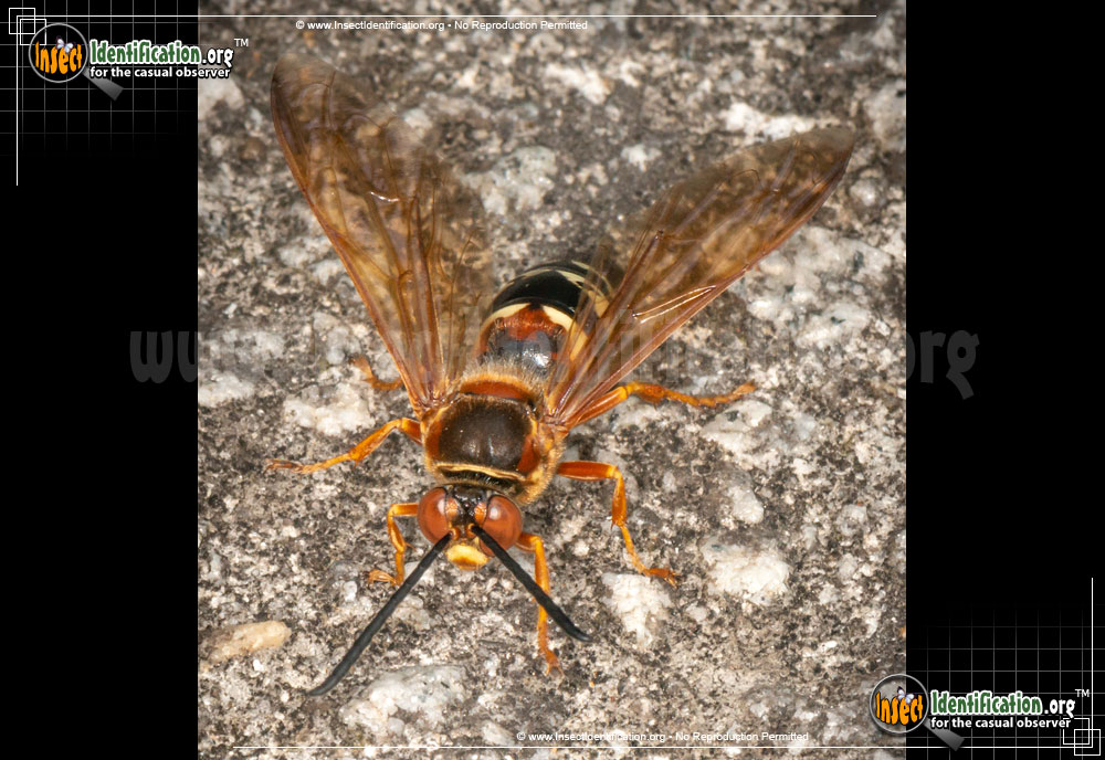 Full-sized image #4 of the Cicada-Killer