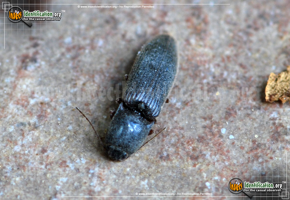 Full-sized image #3 of the Click-Beetle