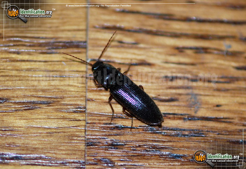 Full-sized image #5 of the Click-Beetle