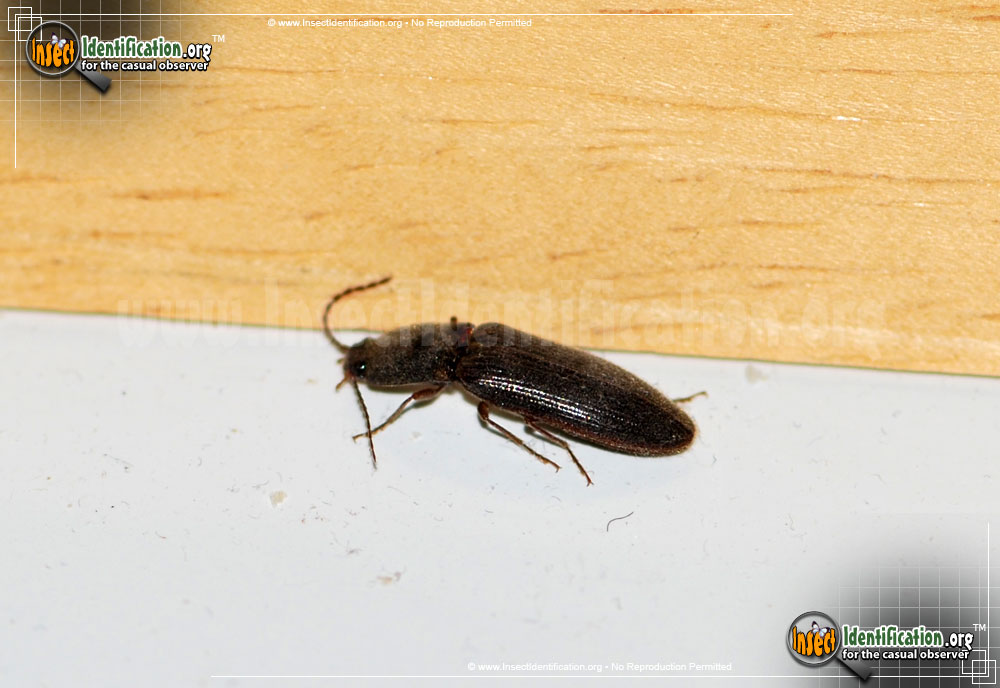 Full-sized image #4 of the Click-Beetle