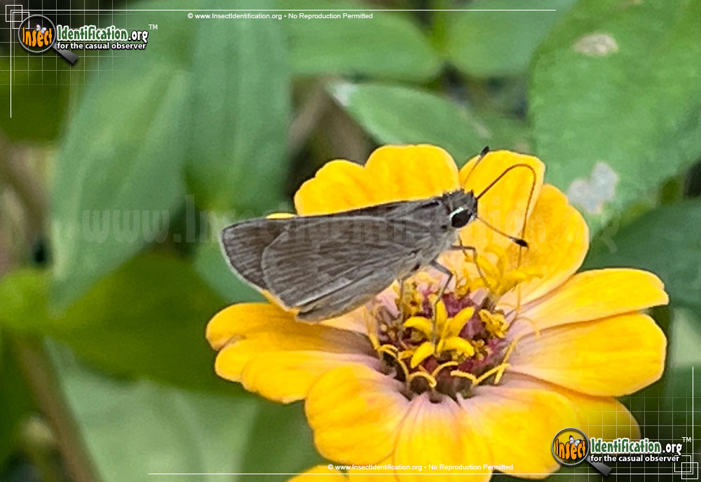 Full-sized image #6 of the Clouded-Skipper-Butterfly
