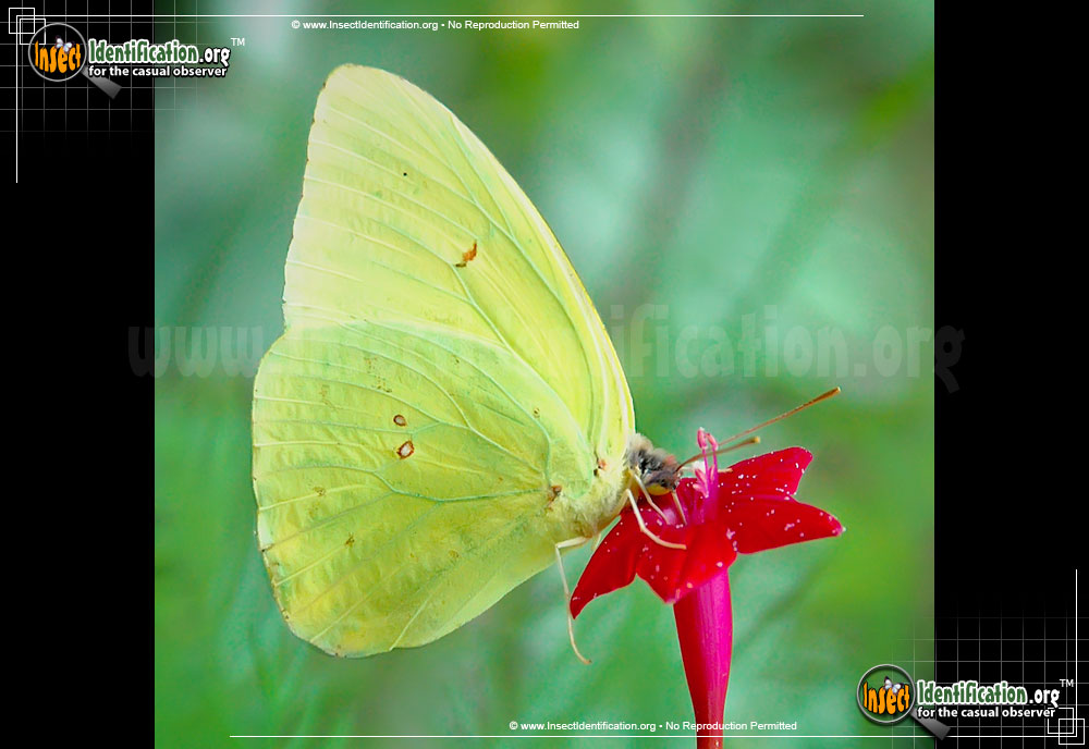 Full-sized image #4 of the Cloudless-Sulphur-Butterfly