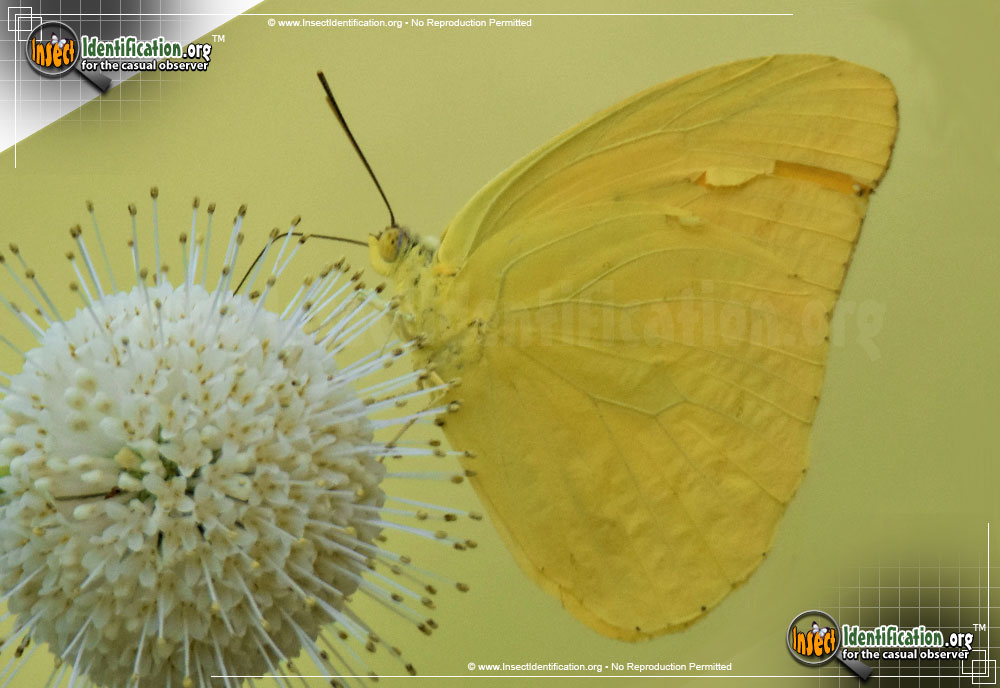 Full-sized image #6 of the Cloudless-Sulphur-Butterfly