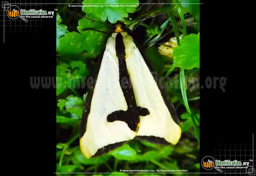 Full-sized image of the Clymene-Haploa-Moth