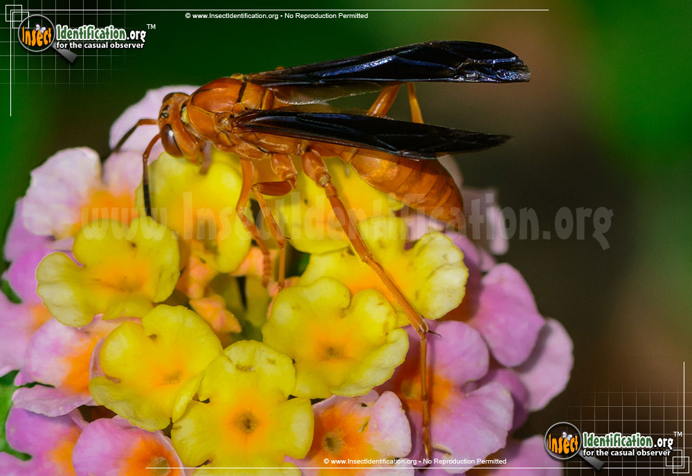 Full-sized image #2 of the Coarse-backed-Red-Paper-Wasp
