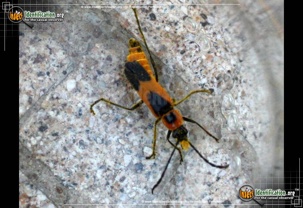Full-sized image #3 of the Colorado-Soldier-Beetle