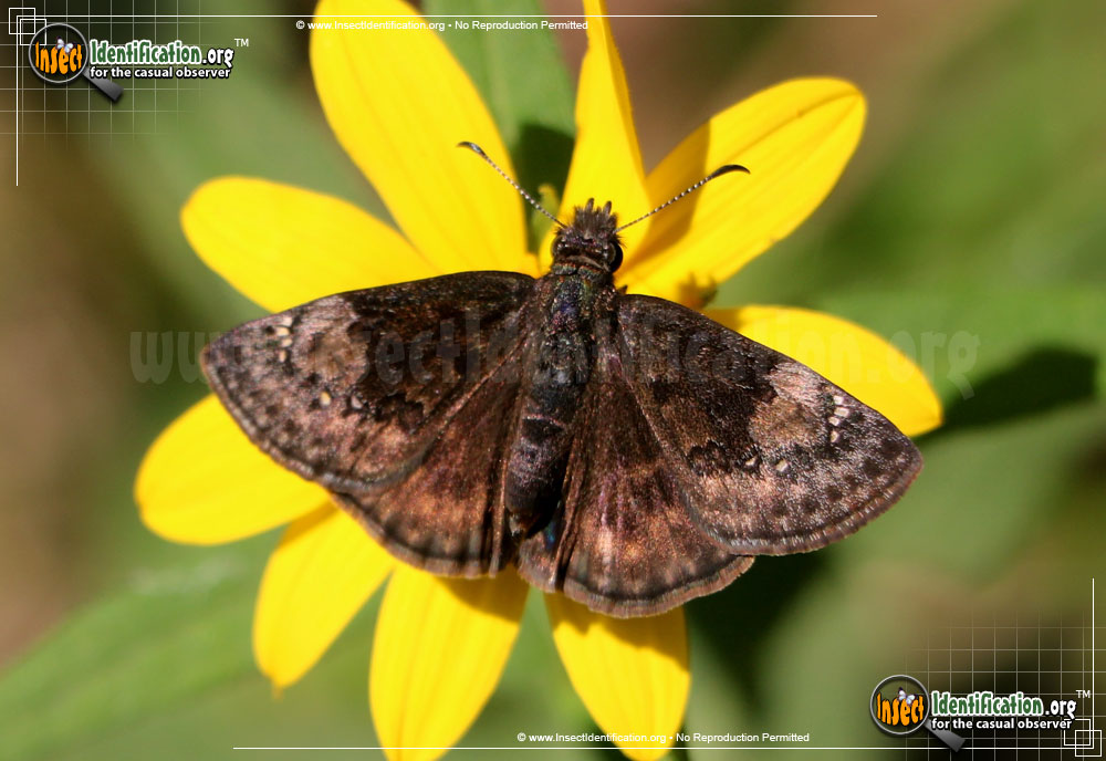 Full-sized image of the Columbine-Duskywing-Butterfly