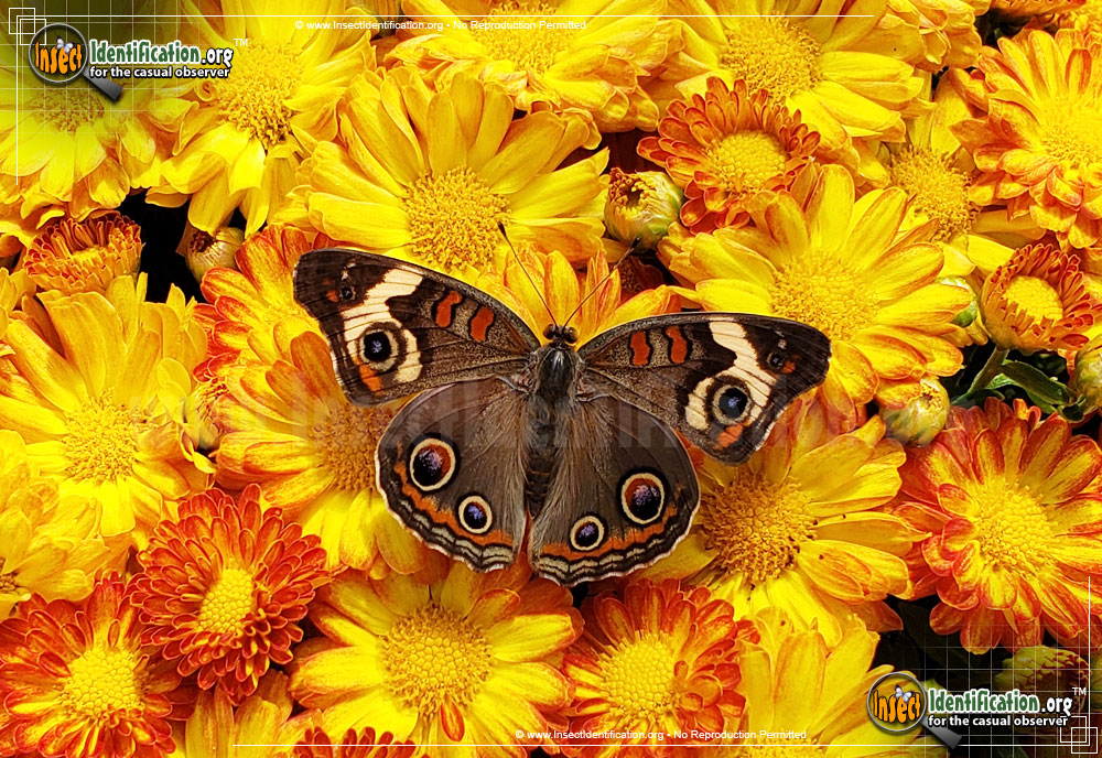Full-sized image #3 of the Common-Buckeye-Butterfly