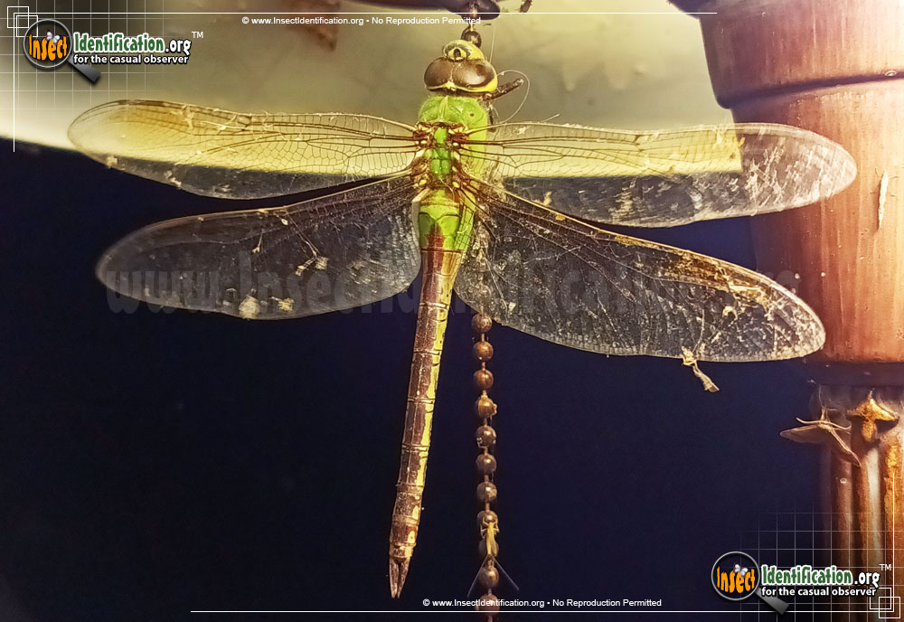 Full-sized image #5 of the Common-Green-Darner