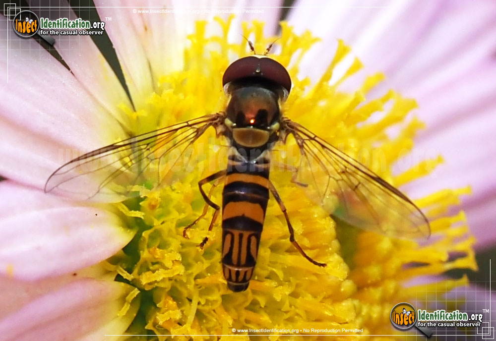 Full-sized image of the Common-Oblique-Syrphid-Fly