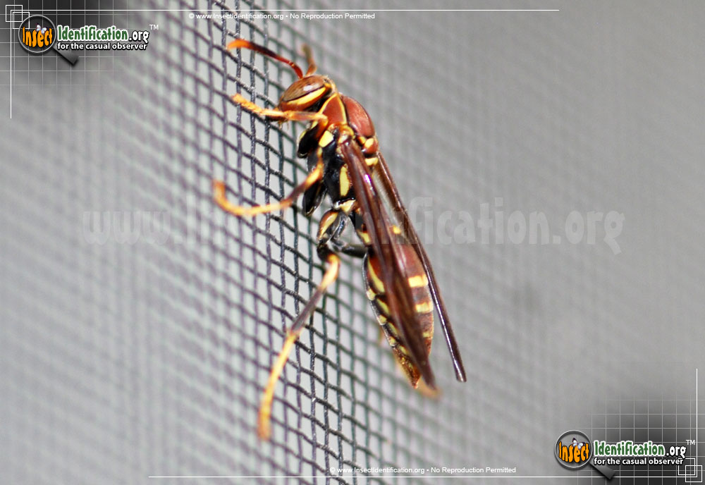 Full-sized image #4 of the Common-Paper-Wasp