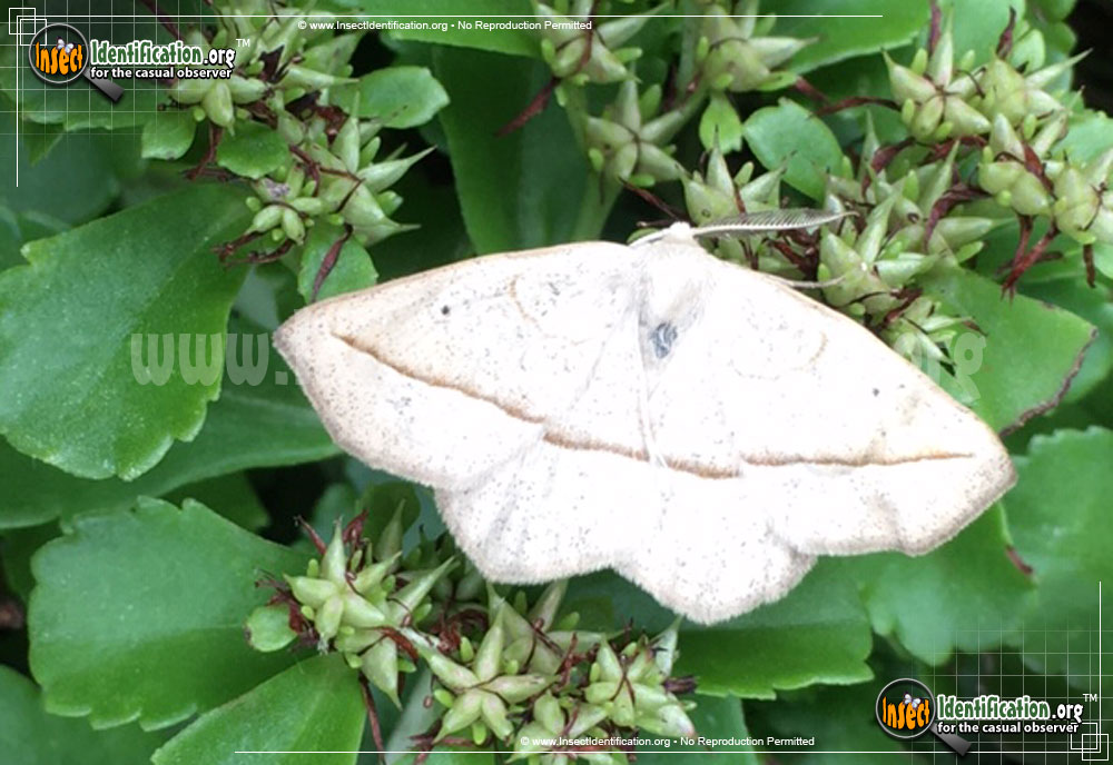 Full-sized image #2 of the Confused-Eusarca-Moth