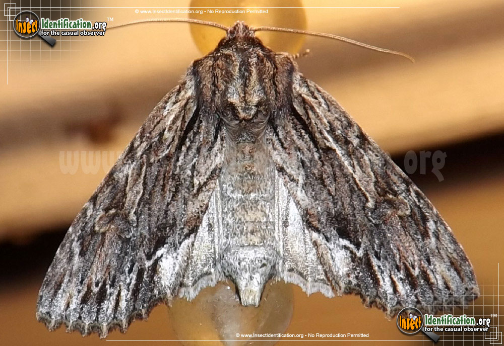 Full-sized image of the Confused-Woodgrain-Moth