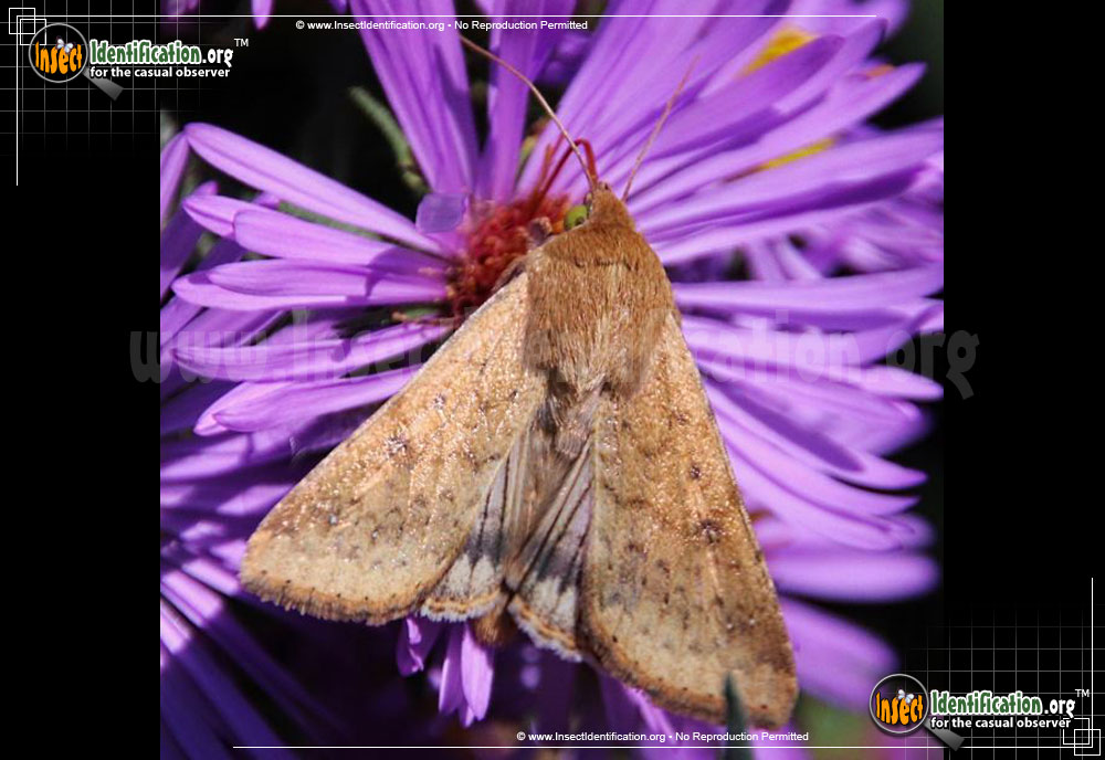 Full-sized image #2 of the Corn-Earworm-Moth