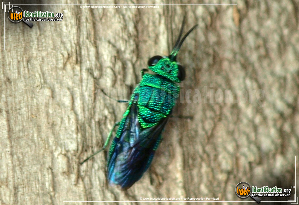 Full-sized image #4 of the Cuckoo-Wasp