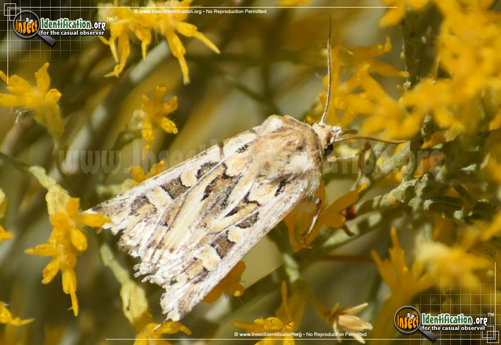 Full-sized image #4 of the Dart-Moth-Euxoa-recula