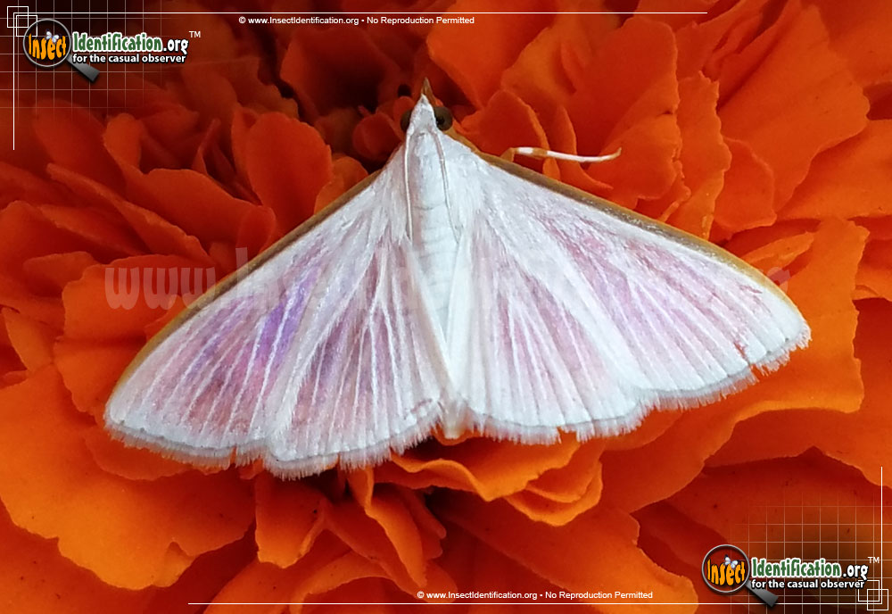 Full-sized image #2 of the Diaphania-Costata-Moth