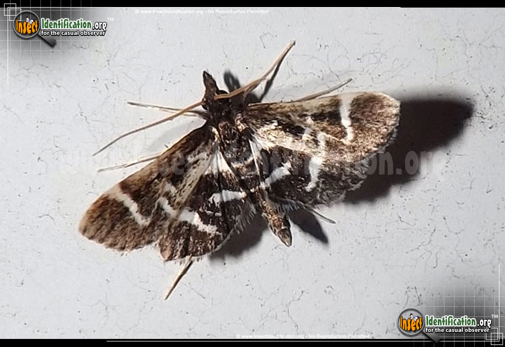Full-sized image of the Diasemiodes-Janassialis-Moth