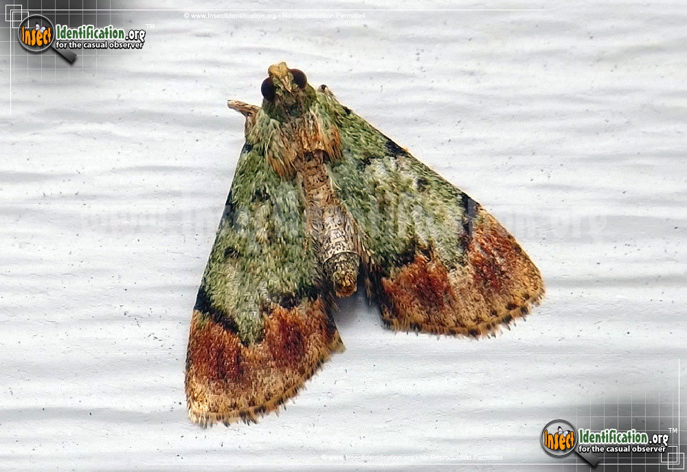 Full-sized image of the Dimorphic-Macalla-Moth