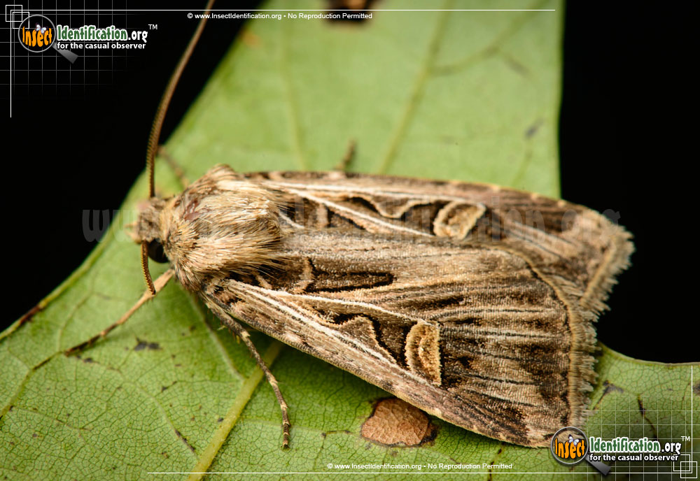 Full-sized image of the Dingy-Cutworm-Moth
