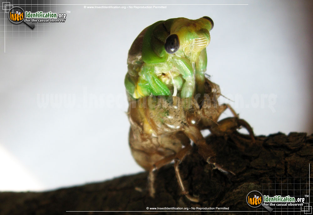 Full-sized image #5 of the Dog-Day-Cicada
