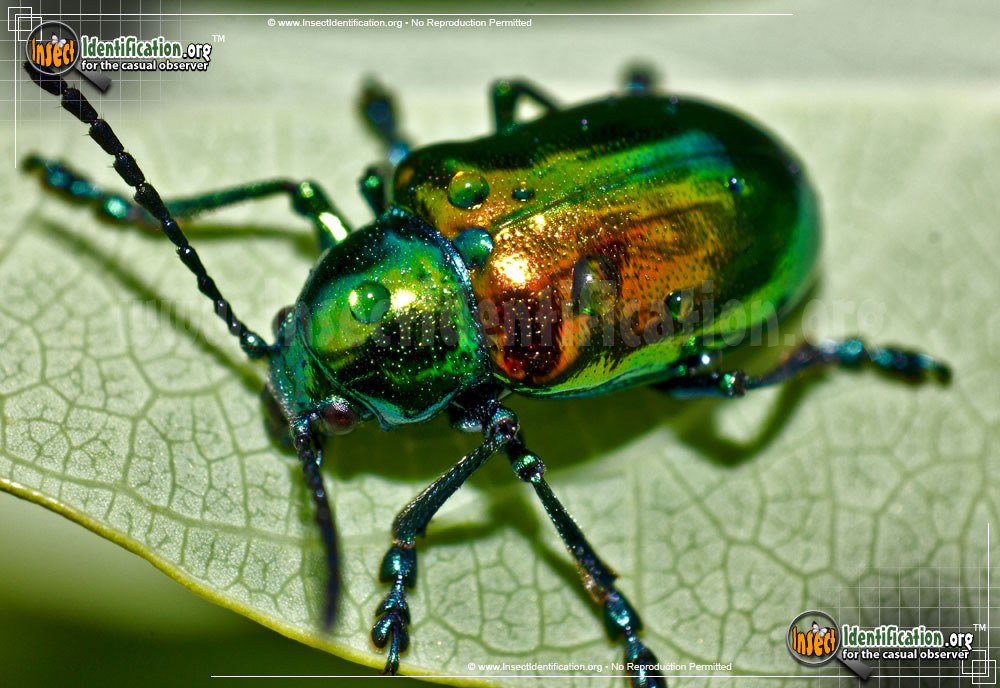 Full-sized image of the Dogbane-Leaf-Beetle