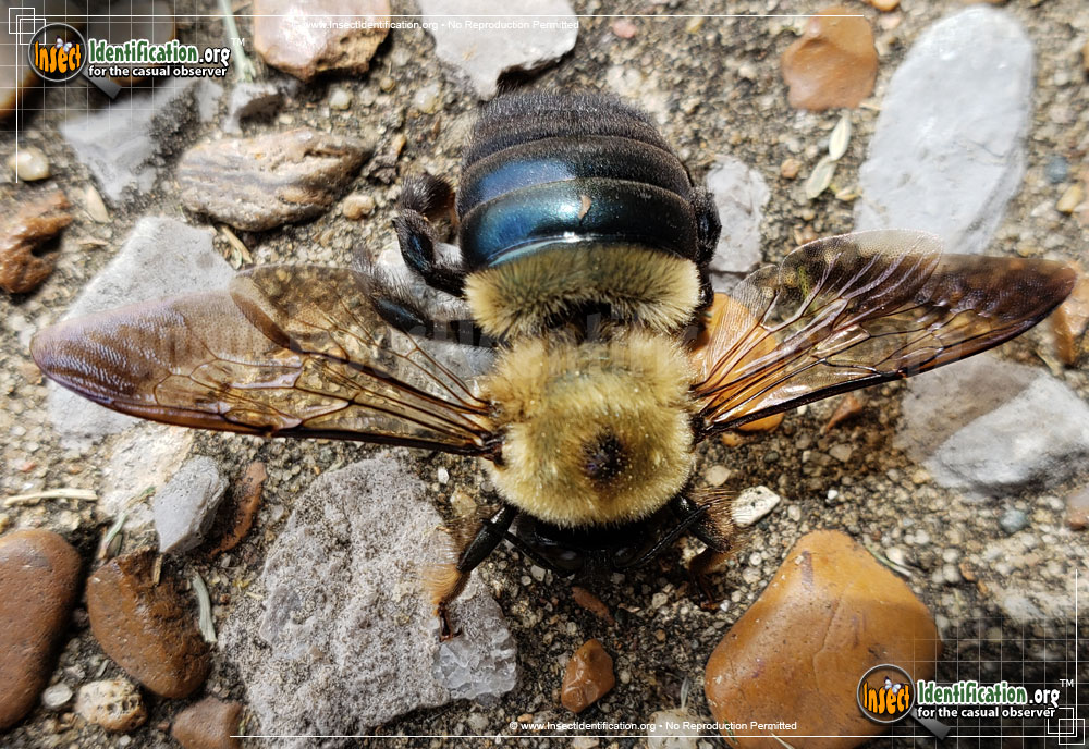 Full-sized image #13 of the Eastern-Carpenter-Bee