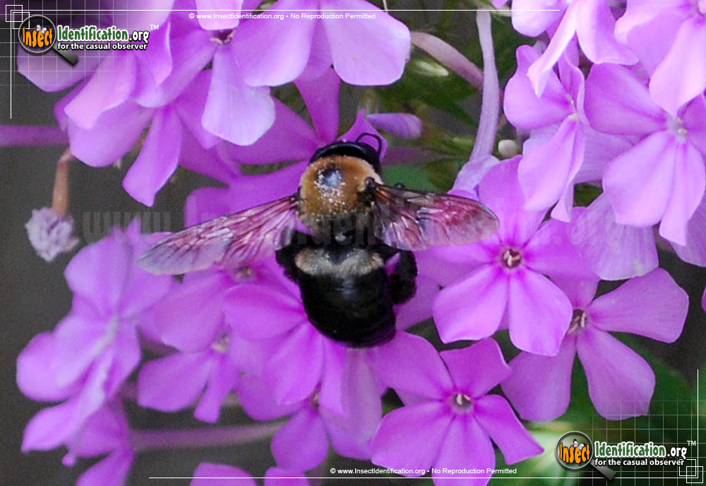 Full-sized image #10 of the Eastern-Carpenter-Bee