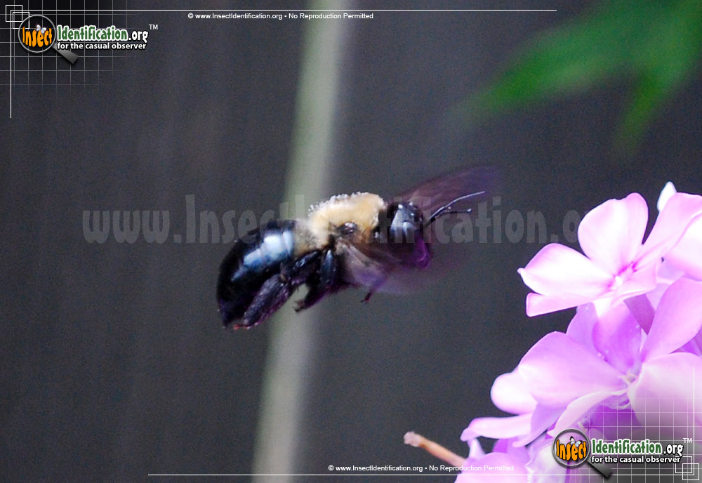 Full-sized image #8 of the Eastern-Carpenter-Bee