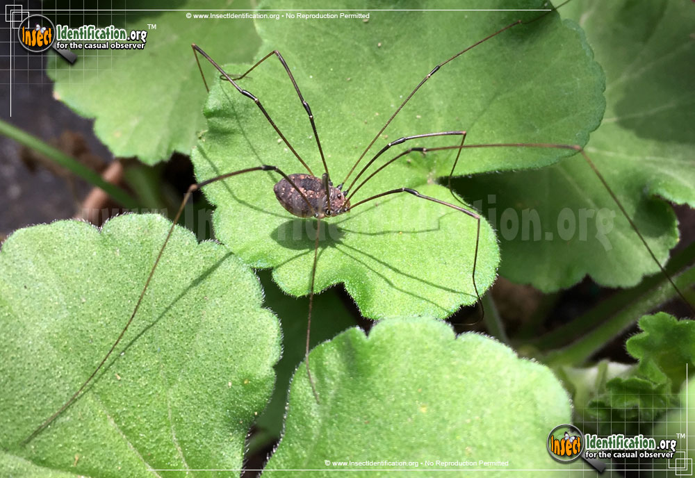 http://www.insectidentification.org/imgs/insects/eastern-harvestman.jpg