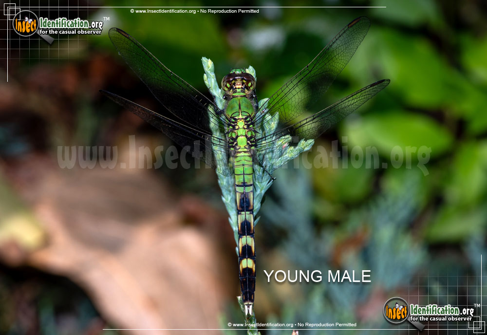 Full-sized image #4 of the Eastern-Pondhawk