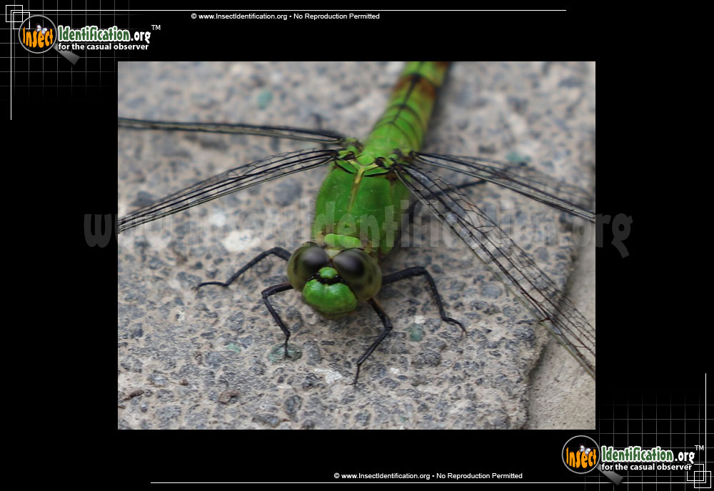 Full-sized image #9 of the Eastern-Pondhawk