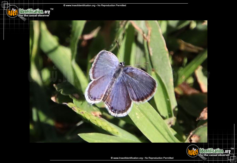 Full-sized image of the Eastern-Tailed-Blue-Butterfly