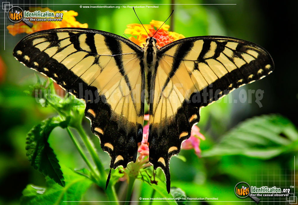 Full-sized image #6 of the Eastern-Tiger-Swallowtail