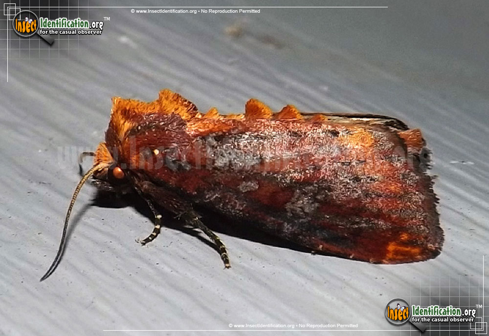 Full-sized image of the Elder-Shoot-Borer-Moth
