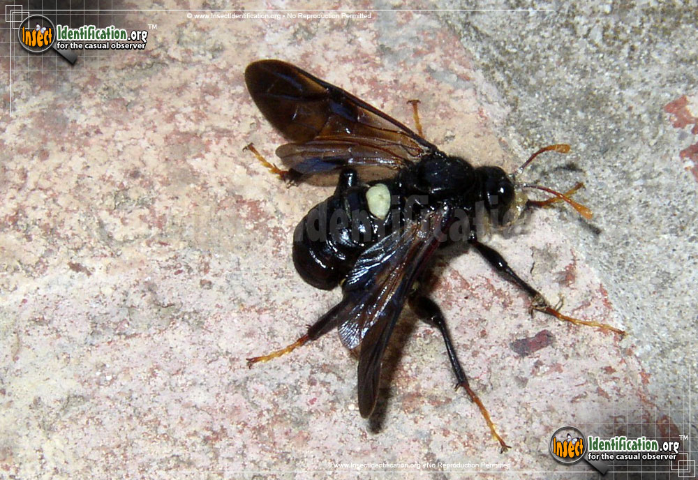 Full-sized image #7 of the Elm-Sawfly