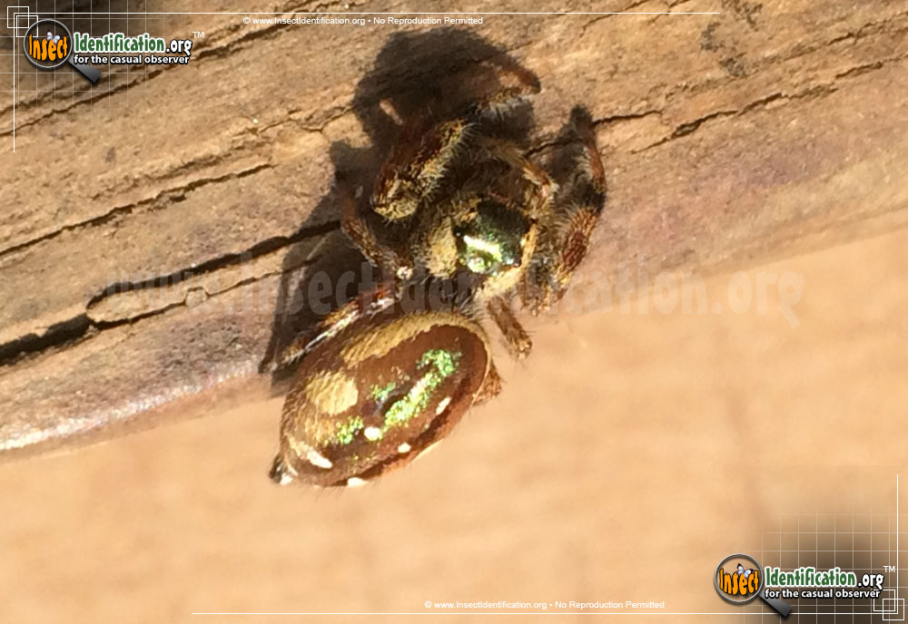 Full-sized image #3 of the Jumping-Spider-Paraphidippus-aurantius