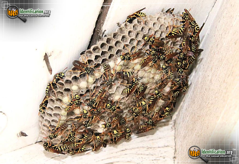 Full-sized image #3 of the European-Paper-Wasp