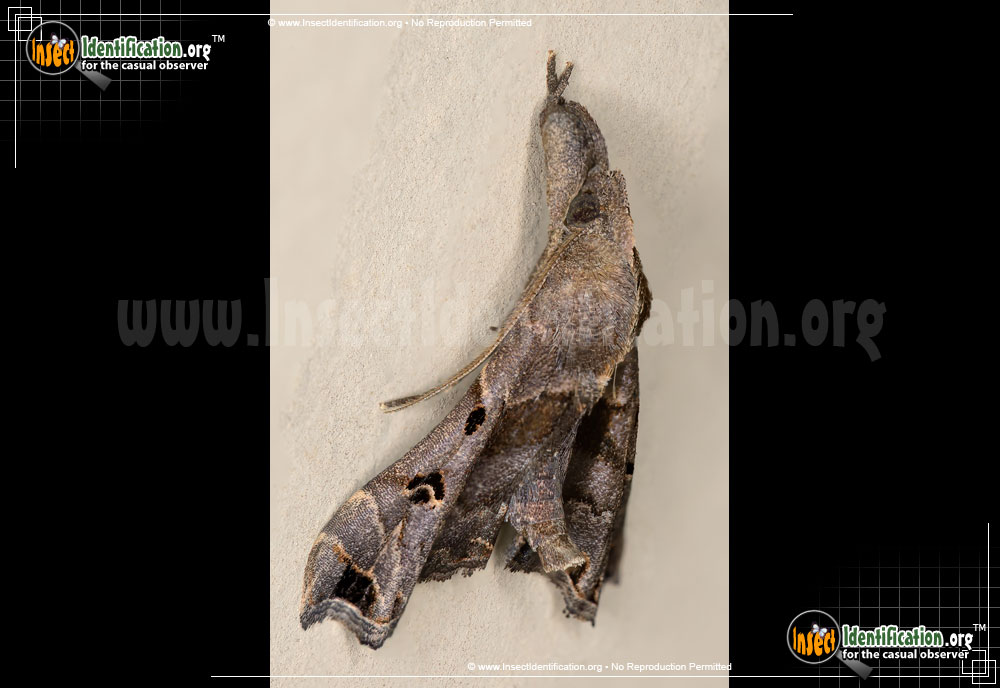 Full-sized image #3 of the Faint-Spotted-Palthis-Moth