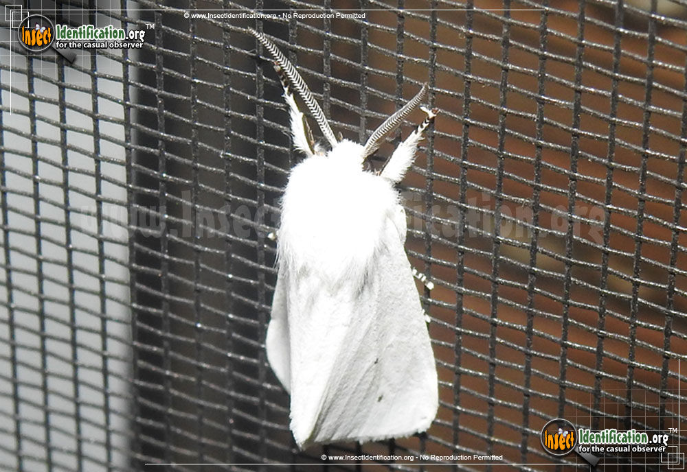 Full-sized image #12 of the Fall-Webworm-Moth