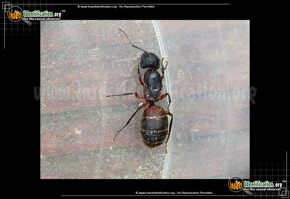 Full-sized image of the Ferruginous-Carpenter-Ant