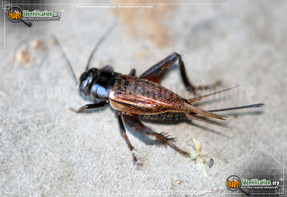 Full-sized image #3 of the Field-Cricket