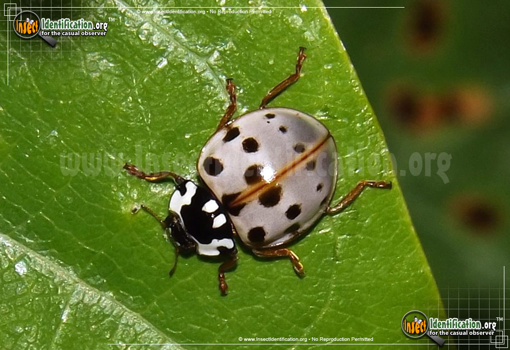 Full-sized image of the Fifteen-spotted-Lady-Beetle