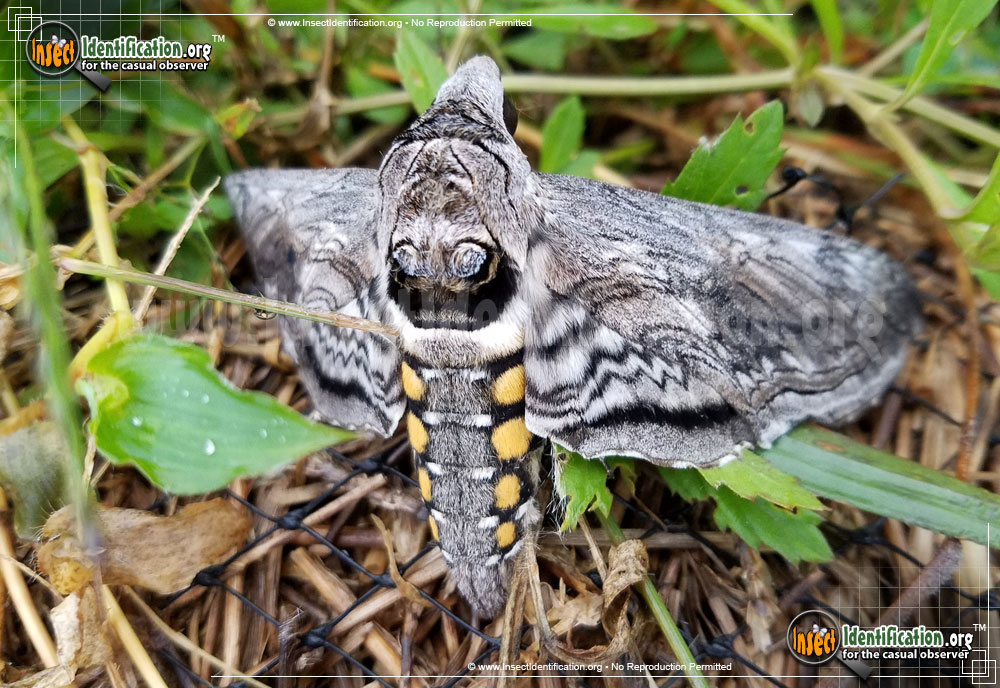 Full-sized image of the Five-Spotted-Hawk-Moth