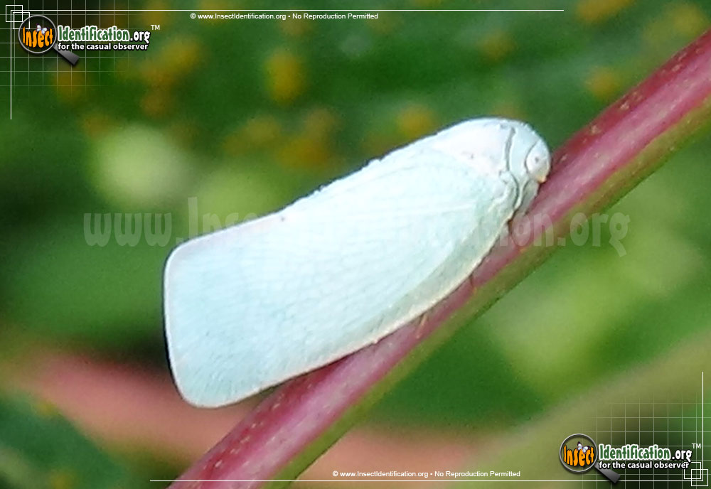 Full-sized image #4 of the Flatid-Planthopper