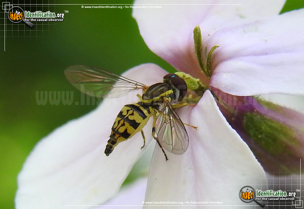 Full-sized image #8 of the Flower-Fly-Toxomerus-geminatus