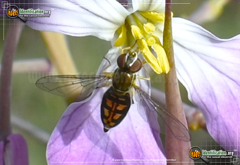 Full-sized image #4 of the Flower-Fly-Toxomerus-Marginatus