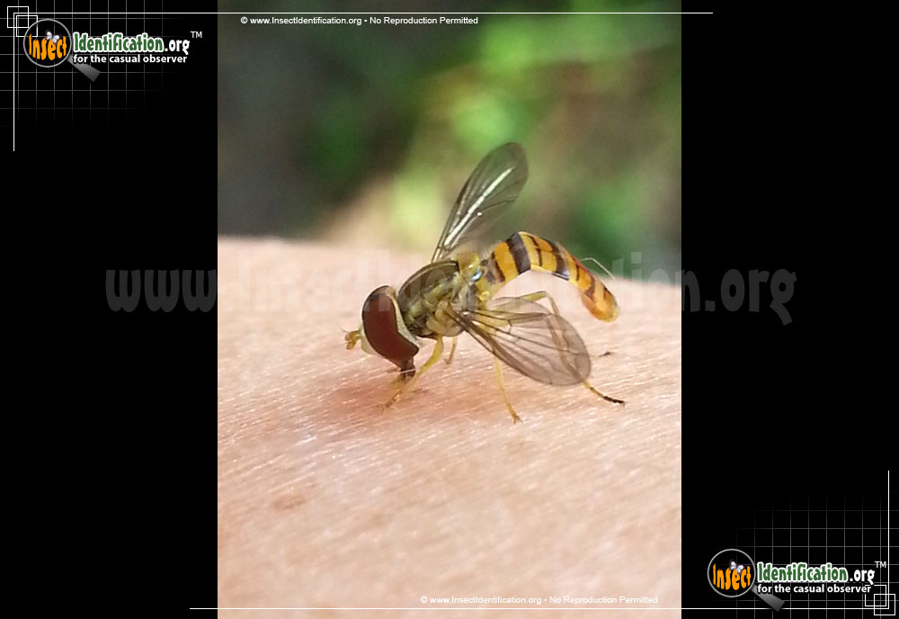 Full-sized image #3 of the Flower-Fly-Toxomerus-politus