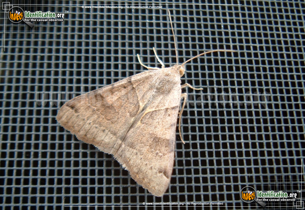 Full-sized image #3 of the Forage-Looper-Moth