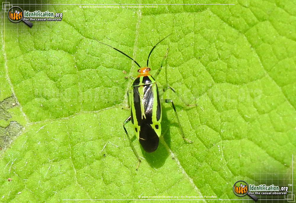 Full-sized image #2 of the Four-Lined-Plant-Bug